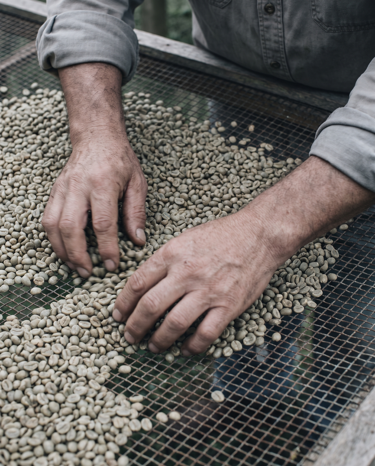 In 2004 a small lot from a farm in Boquete was entered into Panama's national coffee competition. It did not taste like coffee. It tasted like jasmine and bergamot and stone fruit, closer to a fine tea than to anything the judges had in their reference set, and it broke the auction record by a margin nobody had seen before.The variety was Geisha. It had been sitting in Central America for forty years, planted at the edges of farms as a disease-resistant curiosity and largely ignored, because it yields poorly and ripens unevenly and is generally a nuisance to grow.Two decades later it is the most valuable coffee variety in the world, and consequently the most imitated name on a coffee bag.