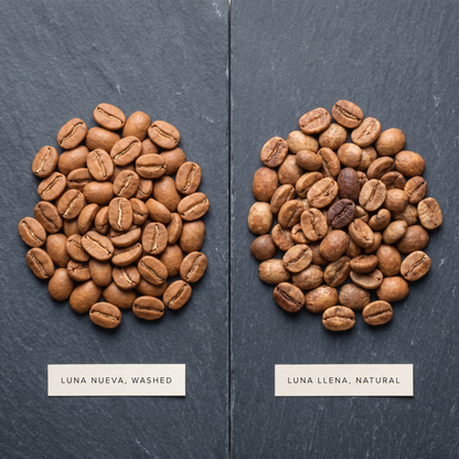 Fases, Panama Geisha Tasting Flight